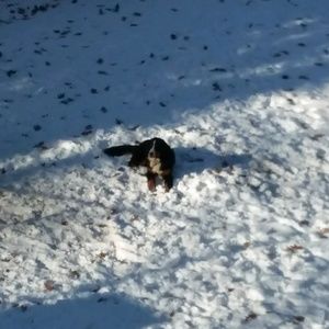 Meet your Posher, Steven